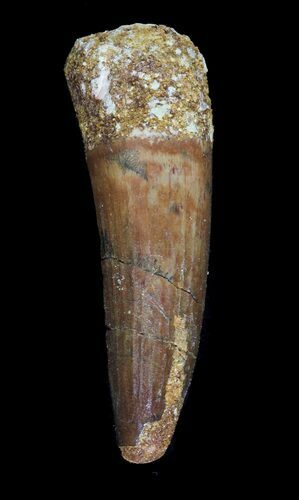 Spinosaurus Tooth - Real Dinosaur Tooth #52010